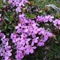 Silene acaulis. Purple flowers with five petals.
